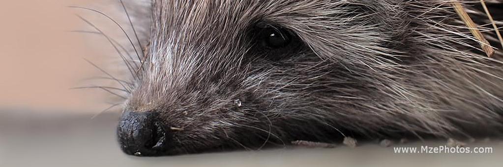 Minijebuz's profile banner image