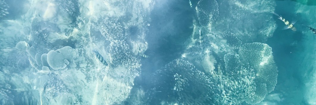 _shellsea8's profile banner image