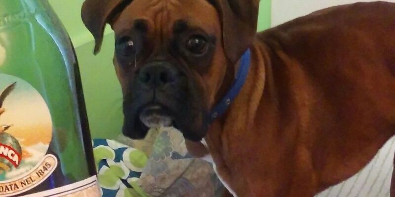 la camineta · banner