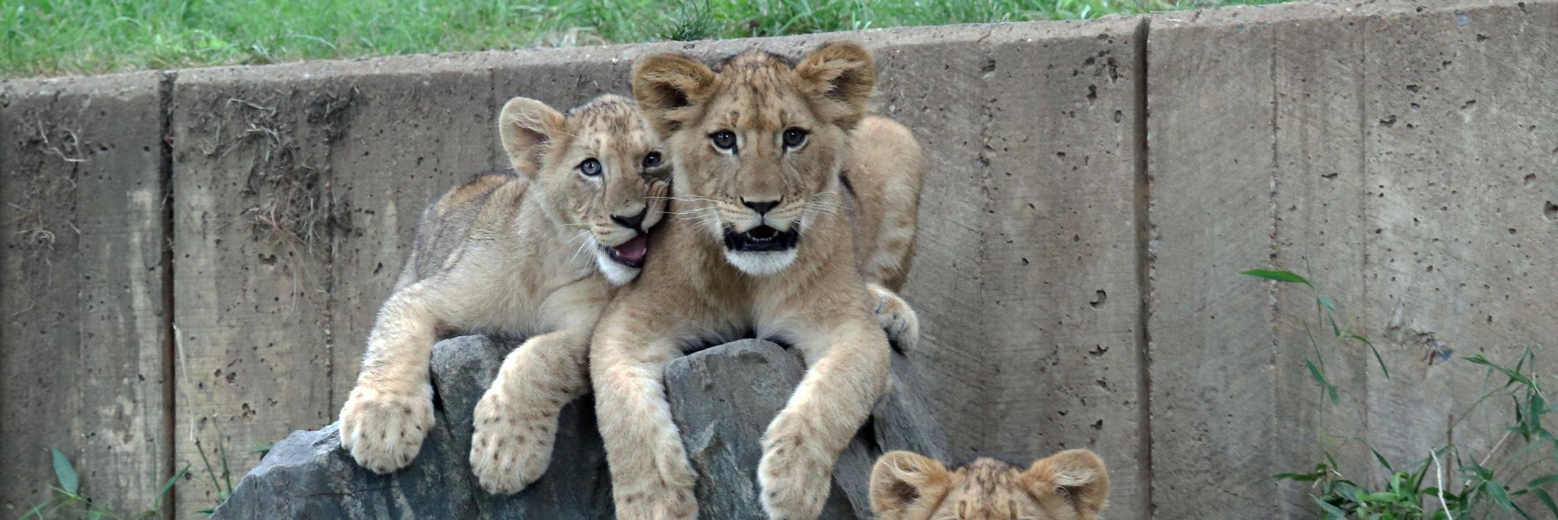 Sharon Sipple banner