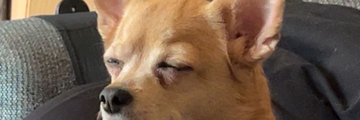 LivTamsx's profile banner image