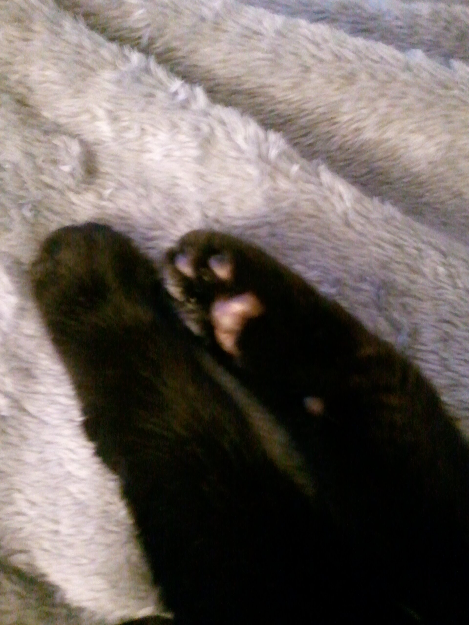 webbedfootedkat's profile banner image