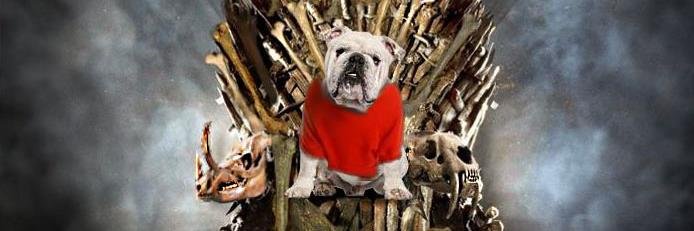 Amy Singletary banner