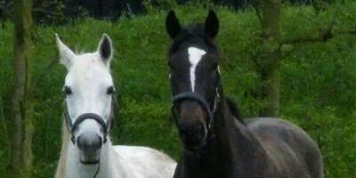 Conny Vos banner