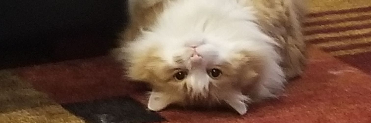 Oddi_SSBM's profile banner image