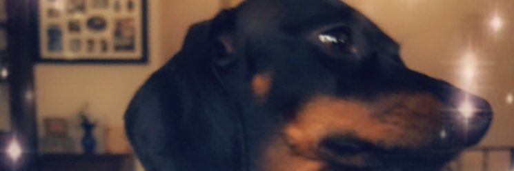 LauraDefelice05's profile banner image
