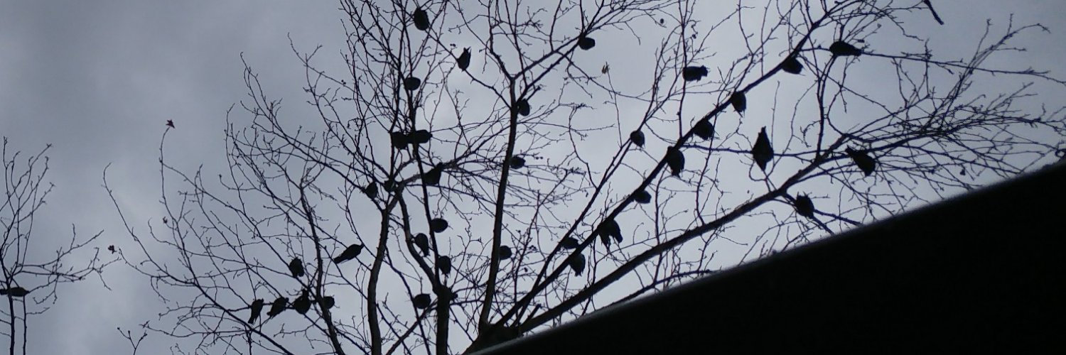 dnyagrisi's profile banner image