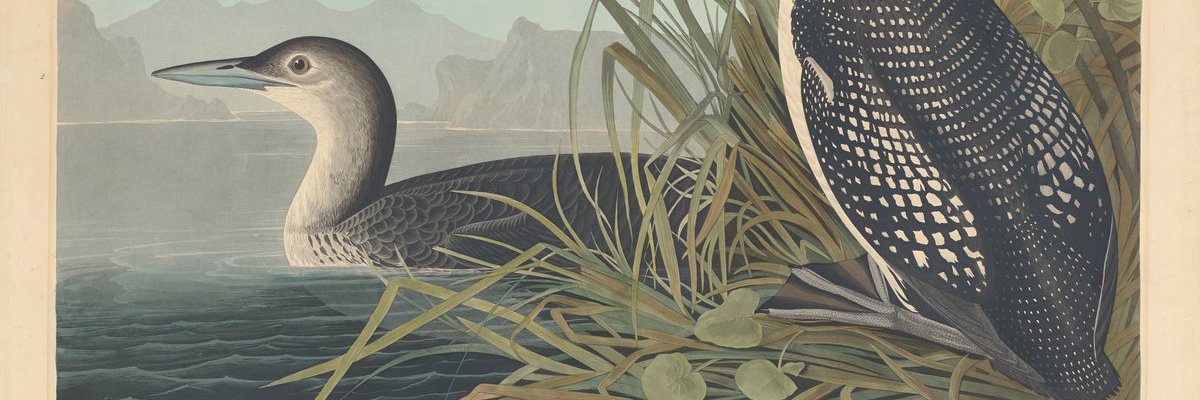 Josh D | Award Losing Author banner