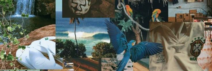 pedroZebra4ever's profile banner image
