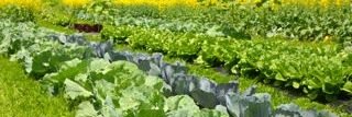 LynnRiverFarm's profile banner image