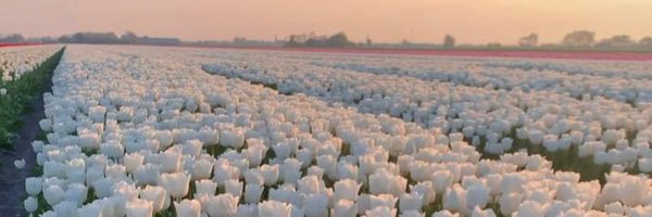 peyton_iott Profile Banner