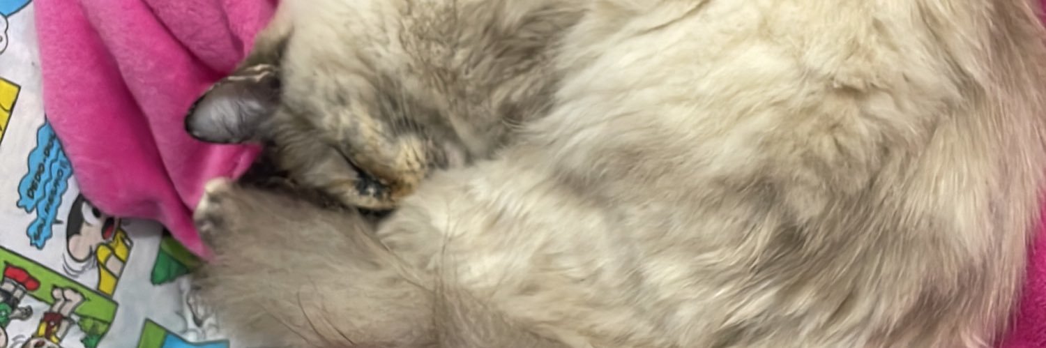 BotkeLarissa's profile banner image