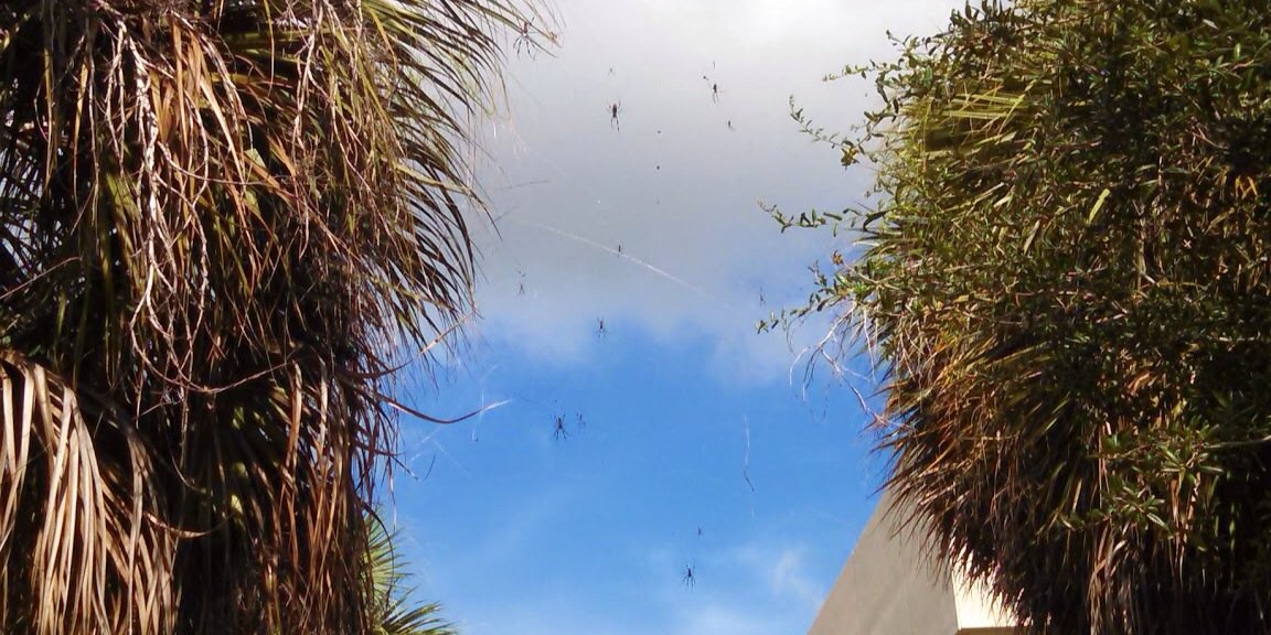 FauSpider's profile banner image