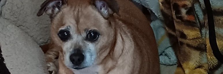 Anginthelou's profile banner image