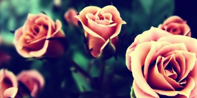 MelindaHowson04's profile banner image
