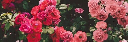 lnhumana's profile banner image
