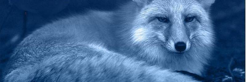 aice_svl's profile banner image
