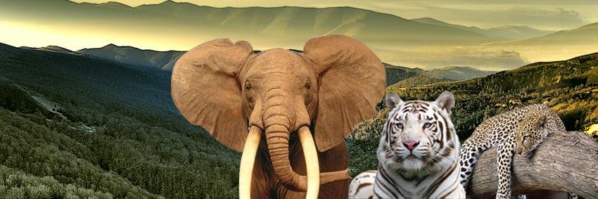 animalsdo's profile banner image