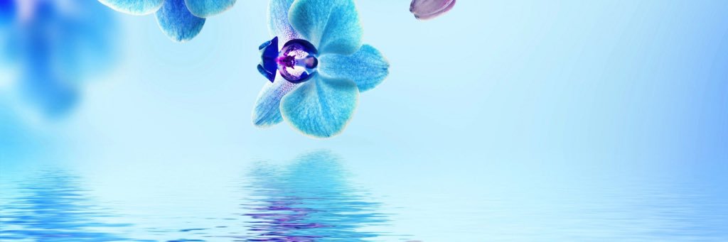NeatFreakPiper's profile banner image