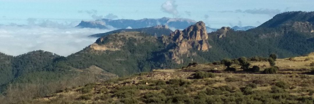 Ahora vuelvo...🫒🌳🌲 banner