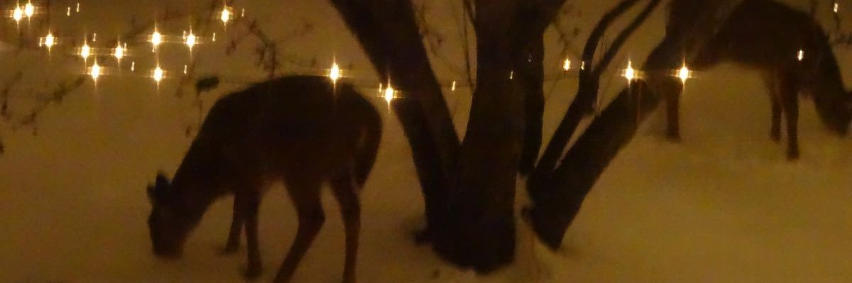 ➐aylor banner