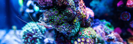 madhattersreef's profile banner image