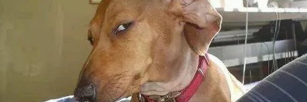 kaheamk Profile Banner