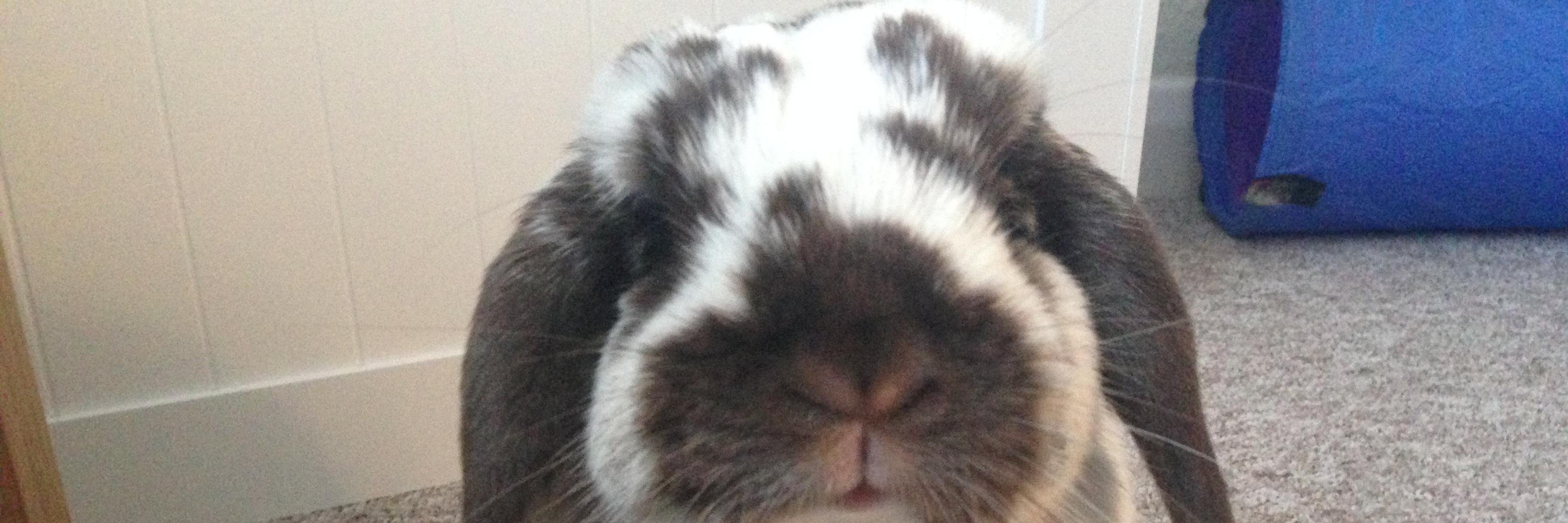 Bertie Bunny banner