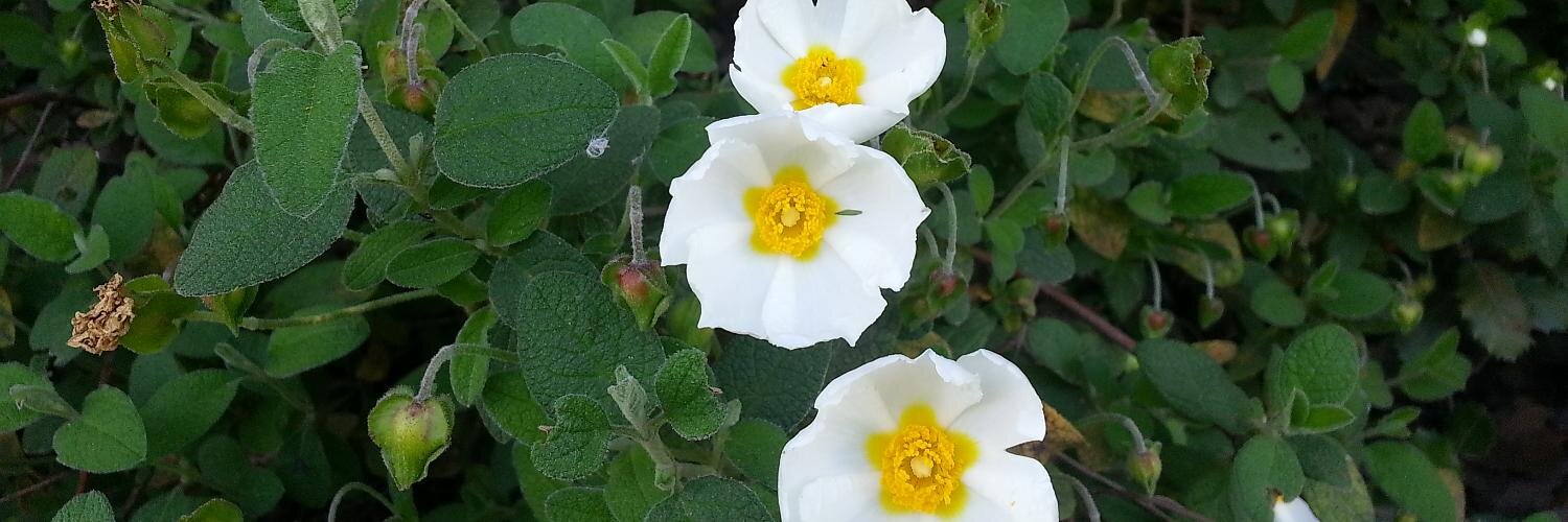 Marta Flores Coll banner