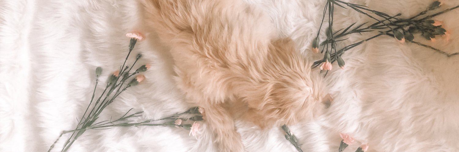 llexibbrown's profile banner image