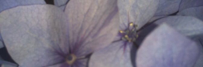 celiepipeleers's profile banner image