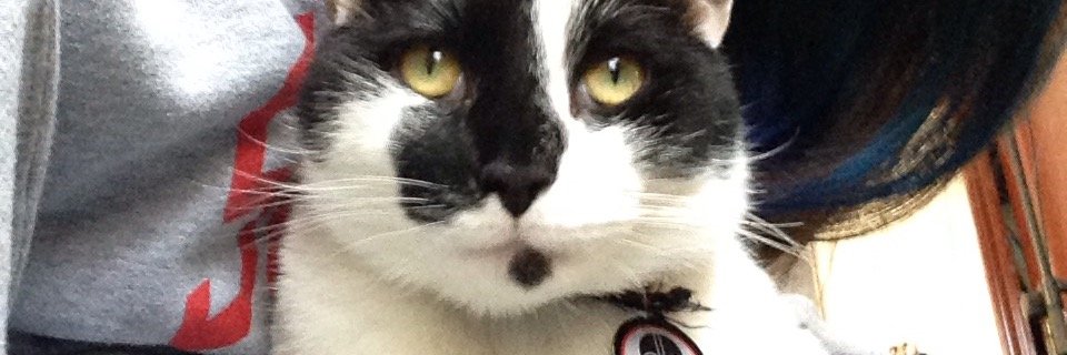 nabooCATT's profile banner image