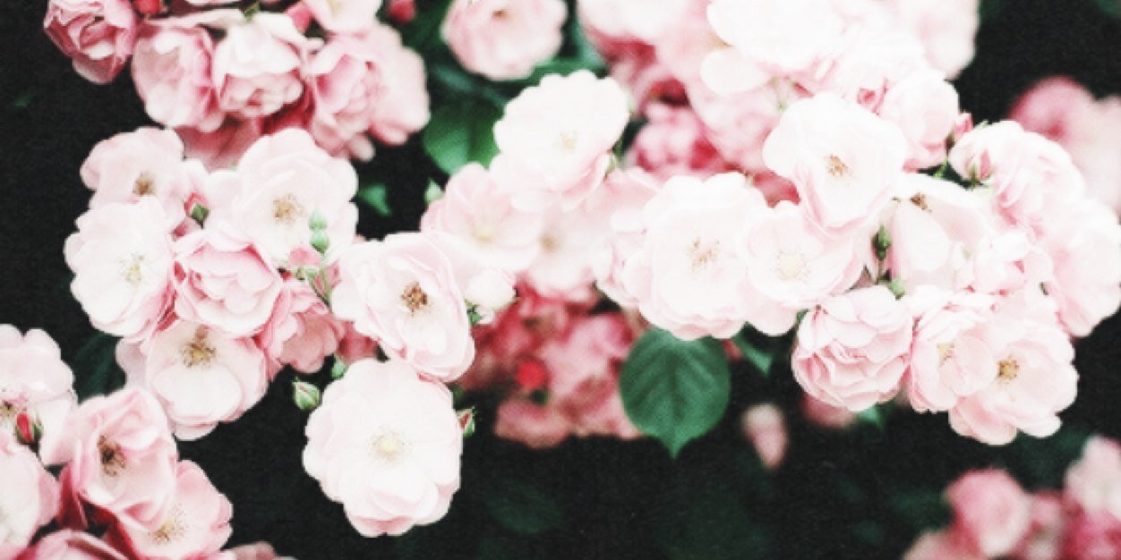 SarahStrnge's profile banner image