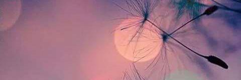 Andrea GN banner