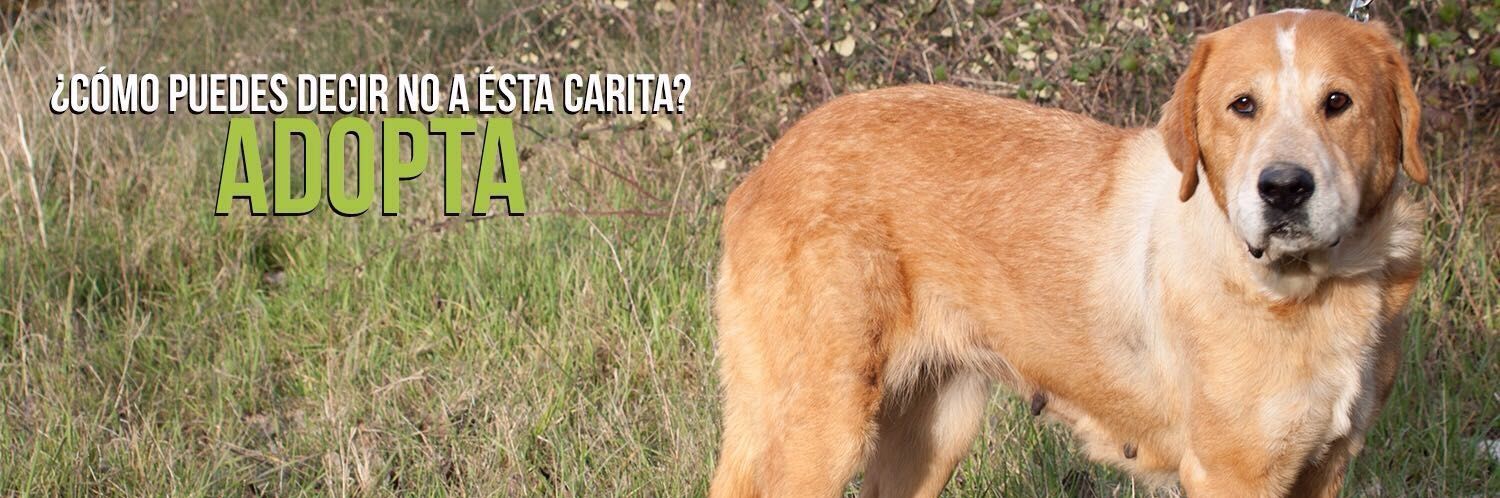 Animales_Leon's profile banner image