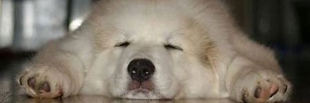 sholyhitmanbat's profile banner image