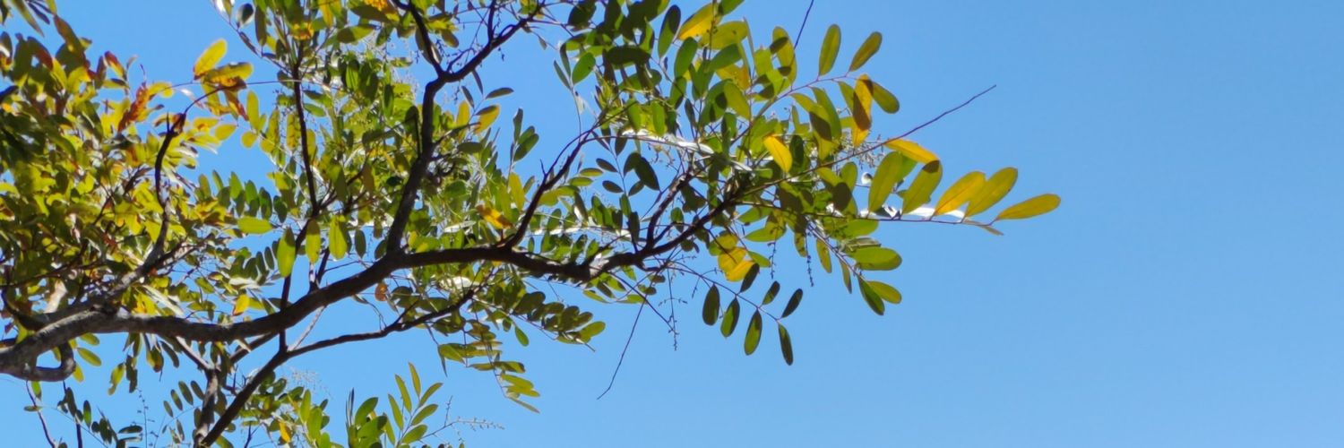 danyficada's profile banner image