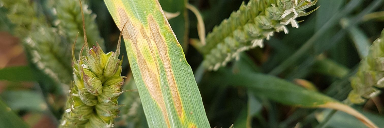angela feechan banner