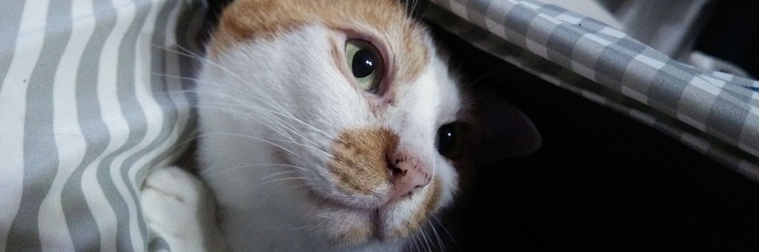 RTSKRKanasuke's profile banner image