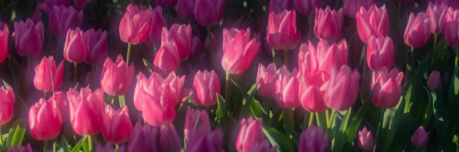 𝓈𝓊𝓂𝓂𝑒𝓇 𝜗𝜚˚⋆🌷 banner