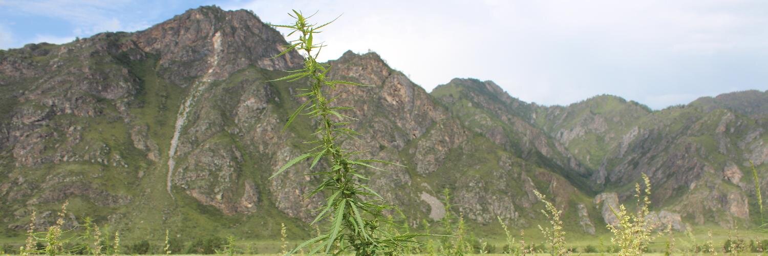 Mikhail Kartashov banner