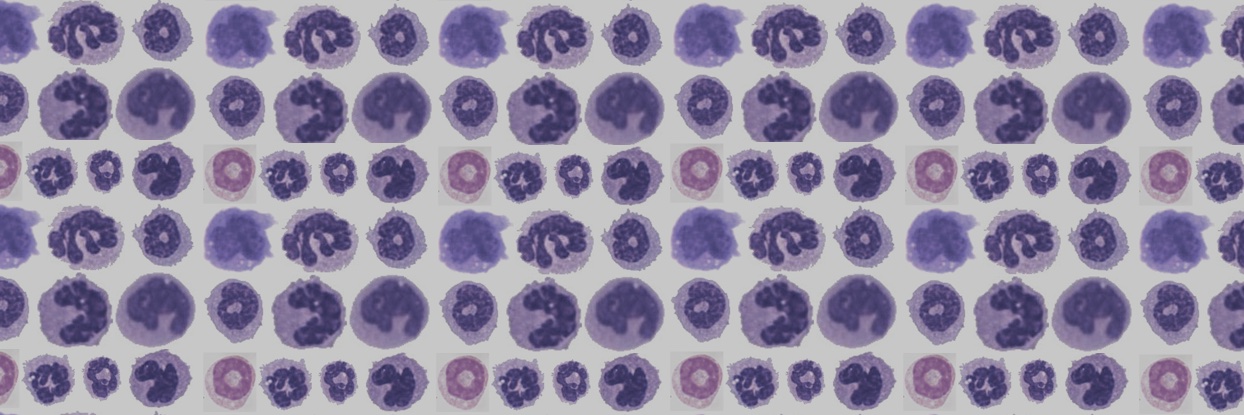 Carolyn de Graaf banner