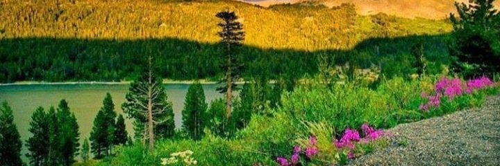 metta_sunari's profile banner image
