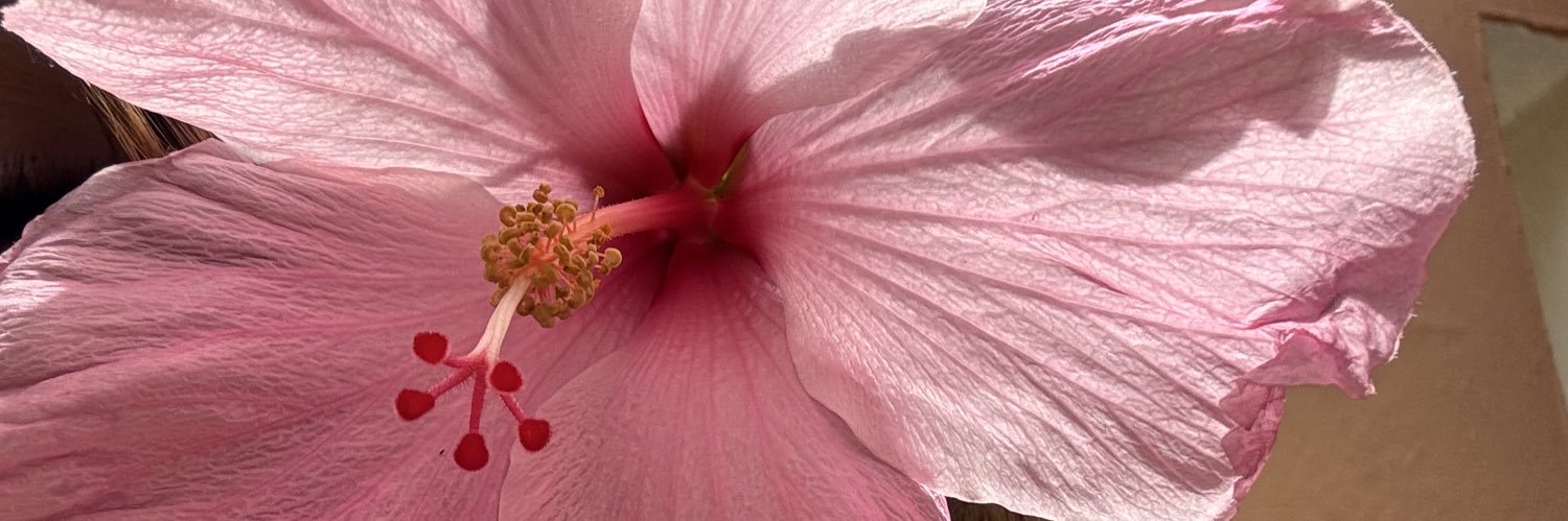 paolanisss's profile banner image