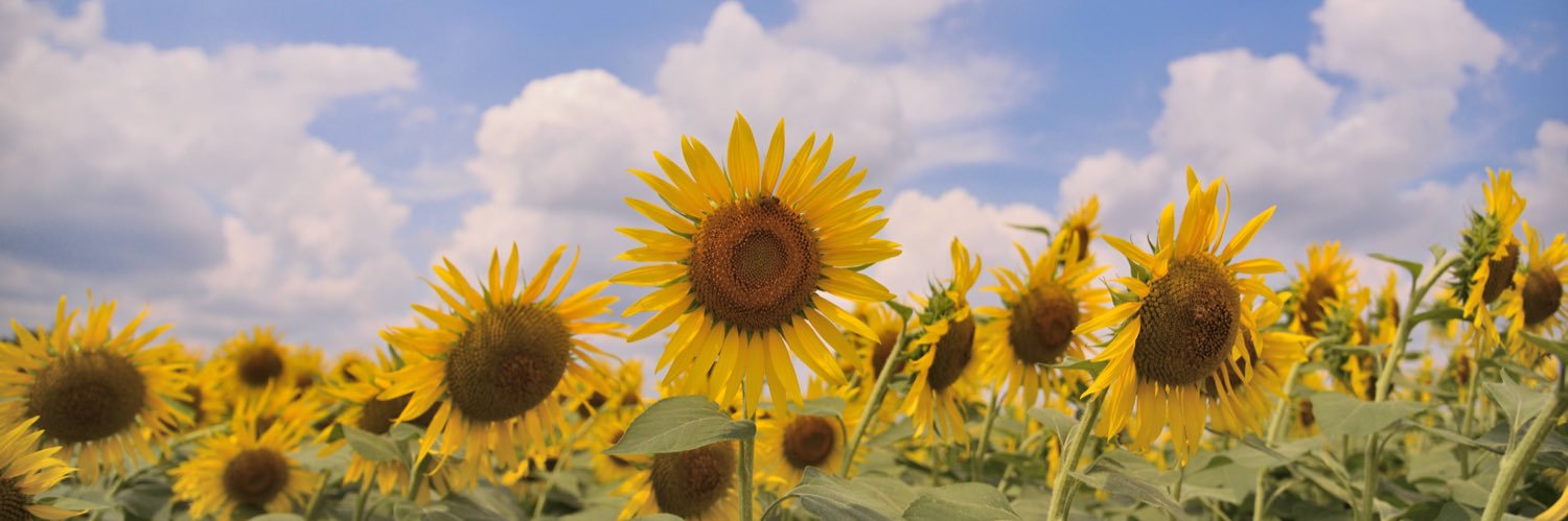 okome1107's profile banner image