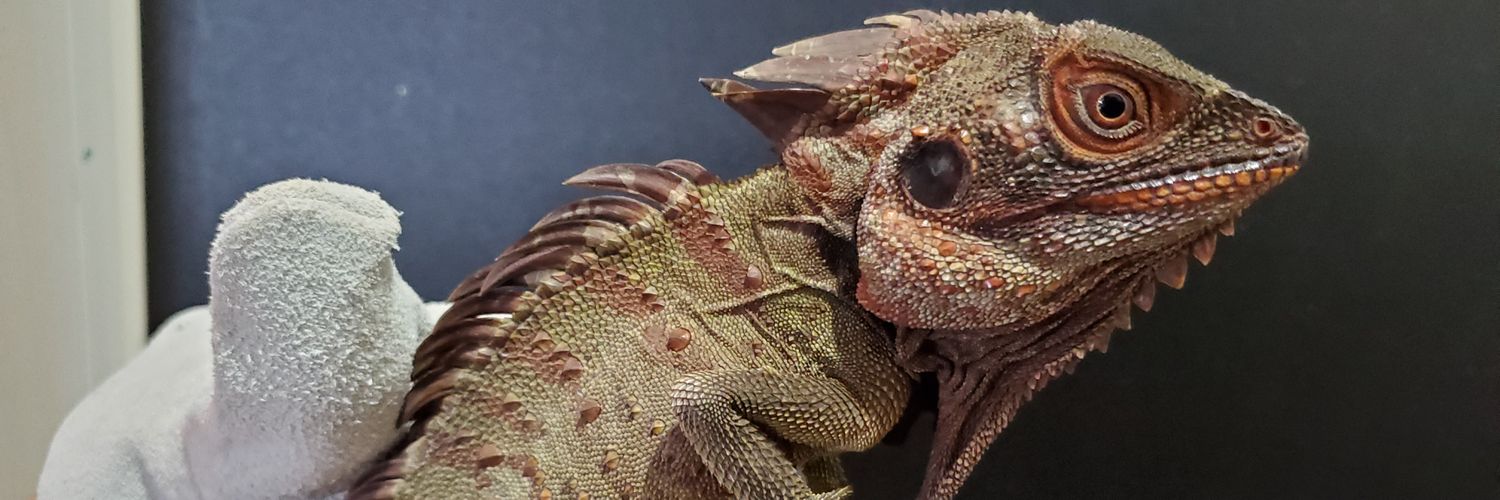 HParadoxus's profile banner image