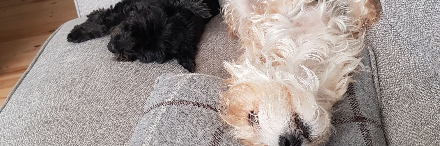 NahlaTheScruff's profile banner image