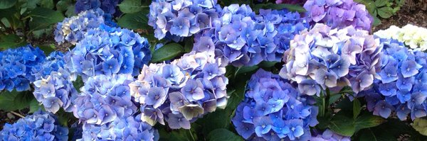 KateStriepe Profile Banner