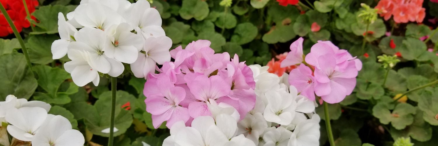 AliiTheBun's profile banner image