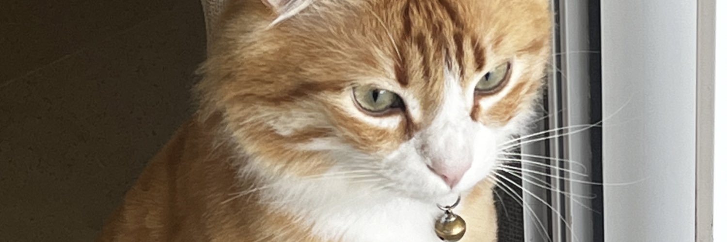 bugibugis's profile banner image